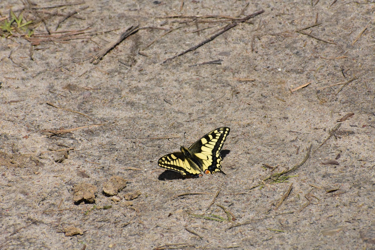 motyl